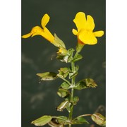 mimulus guttatus dc.