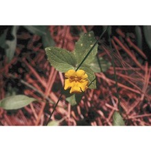 mimulus moschatus douglas