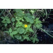 mimulus moschatus douglas