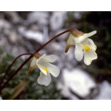 pinguicula alpina l.