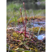 pinguicula alpina l.