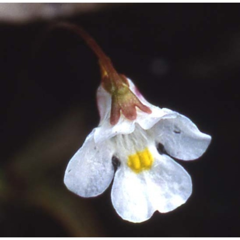 pinguicula alpina l.