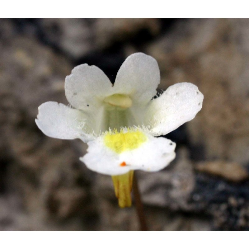 pinguicula alpina l.