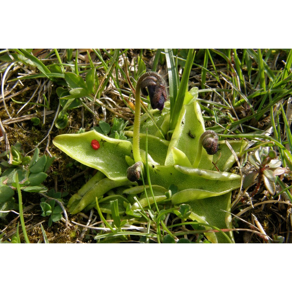 pinguicula apuana casper et ansaldi