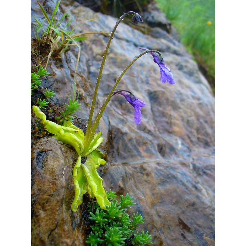 pinguicula apuana casper et ansaldi