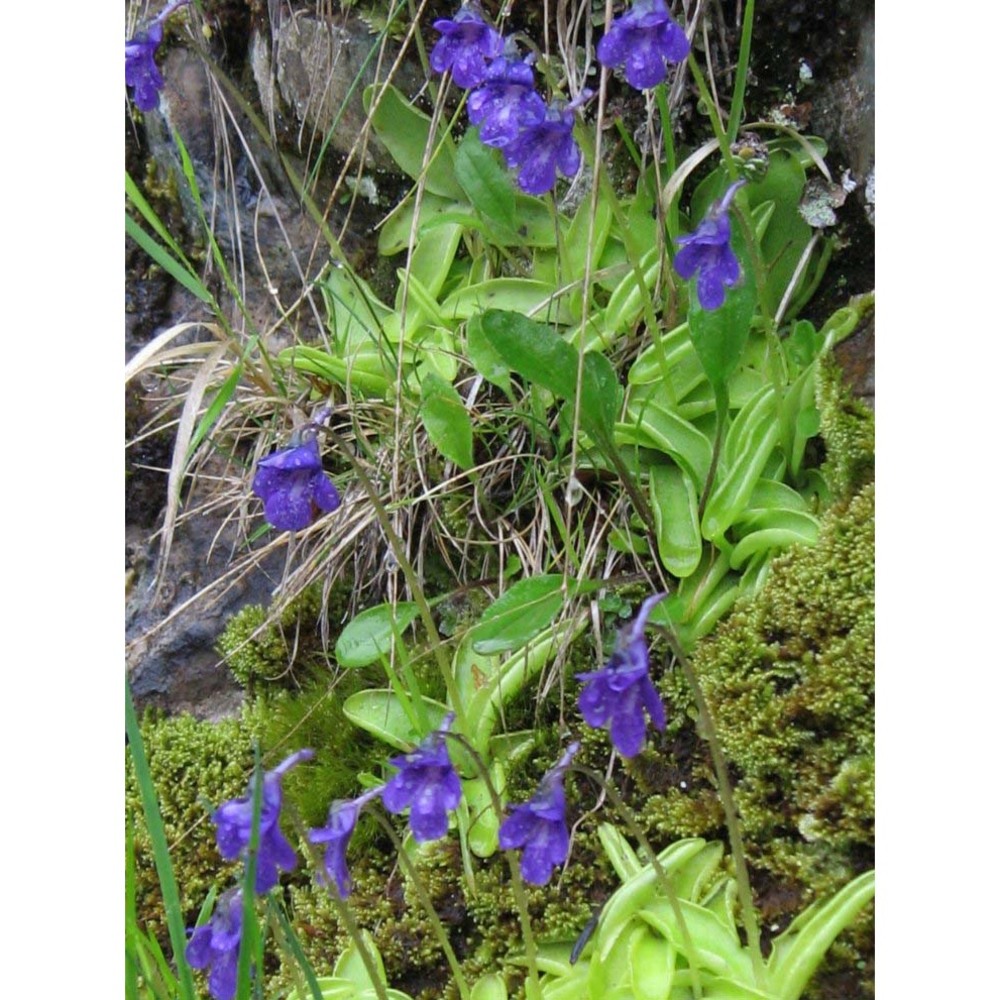 pinguicula apuana casper et ansaldi