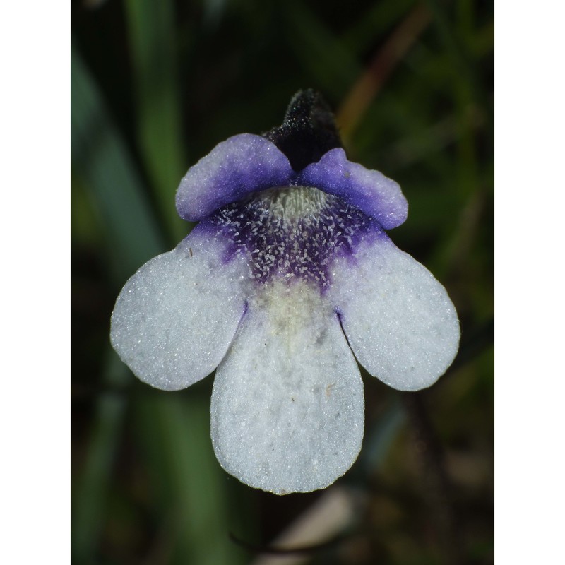 pinguicula arvetii auct. fl. ital. non genty