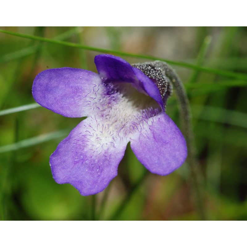 pinguicula christinae peruzzi et gestri