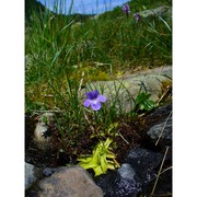 pinguicula christinae peruzzi et gestri