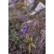 pinguicula fiorii tammaro et pace