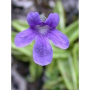 pinguicula fiorii tammaro et pace