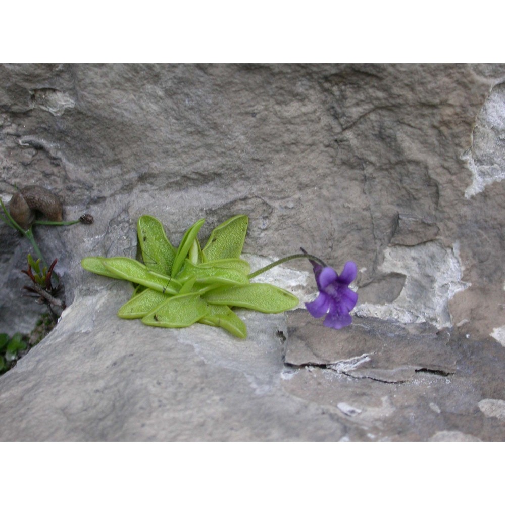 pinguicula fiorii tammaro et pace