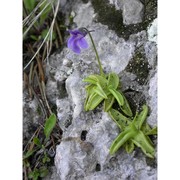 pinguicula fiorii tammaro et pace