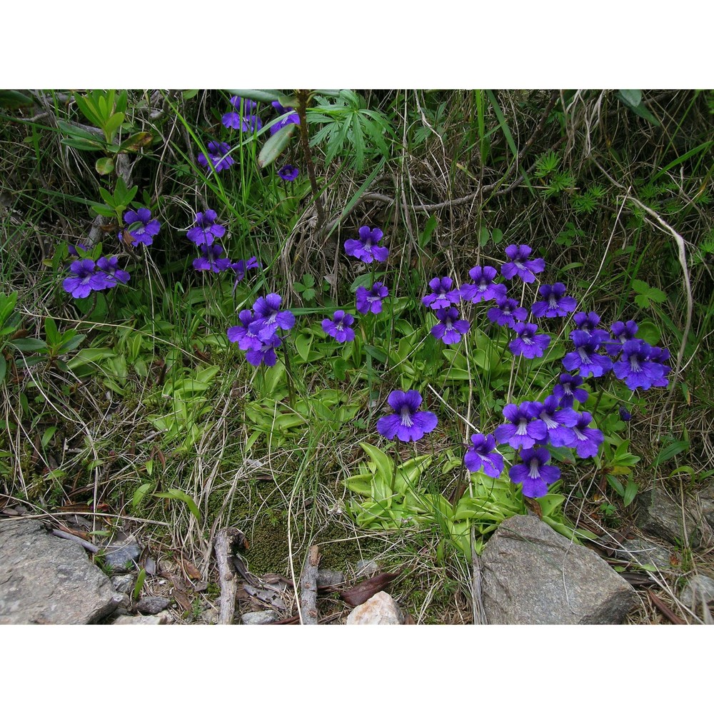 pinguicula grandiflora lam.