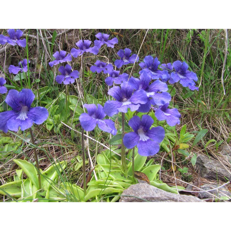 pinguicula grandiflora lam.