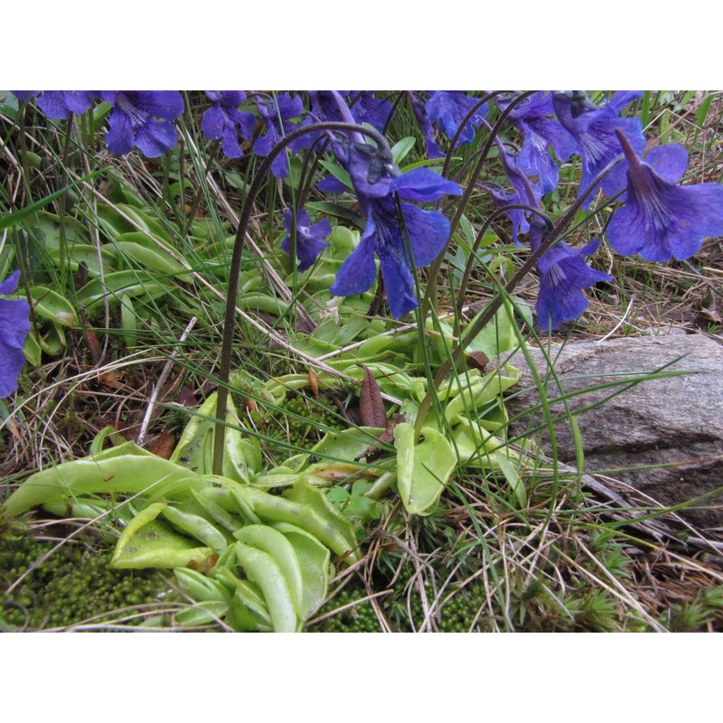 pinguicula grandiflora lam.