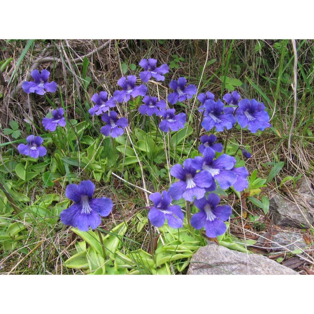 pinguicula grandiflora lam.