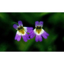 pinguicula hirtiflora ten.