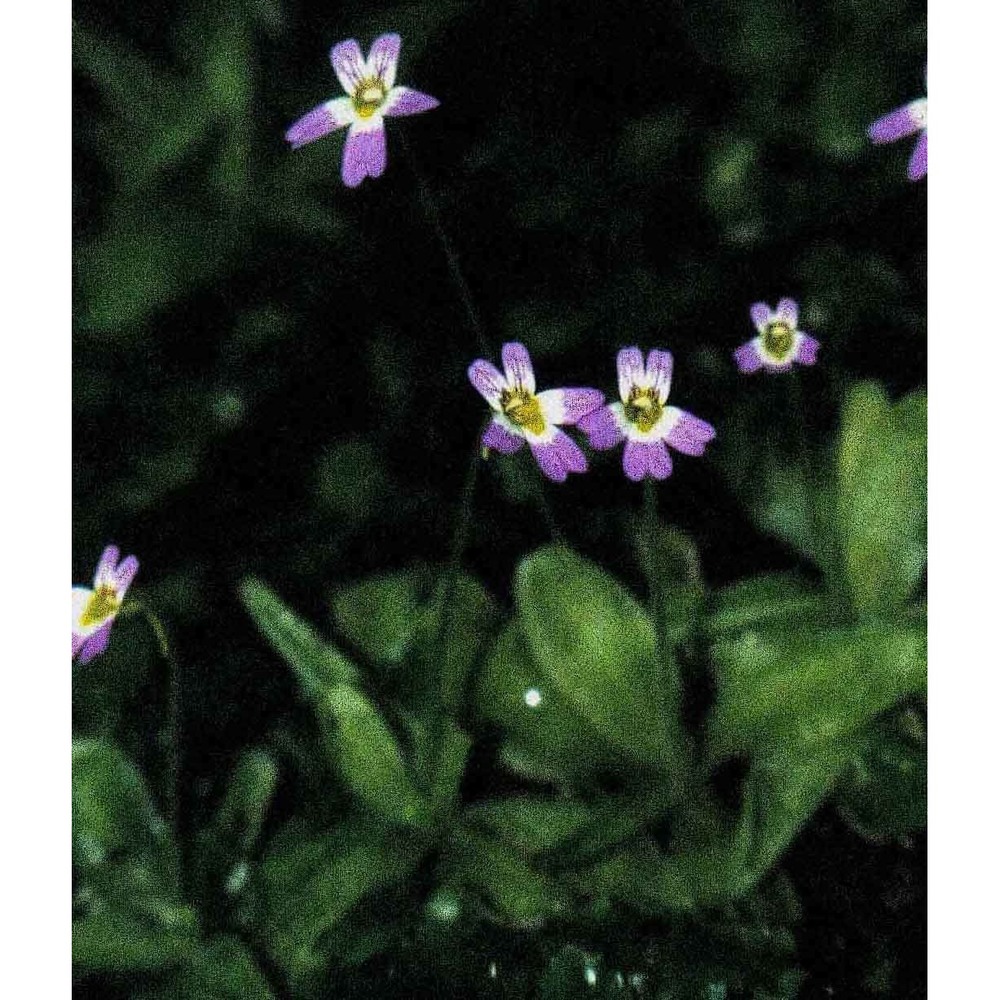 pinguicula hirtiflora ten.