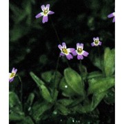 pinguicula hirtiflora ten.