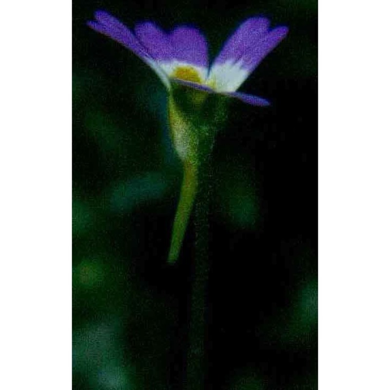 pinguicula hirtiflora ten.