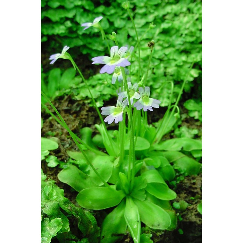 pinguicula hirtiflora ten.