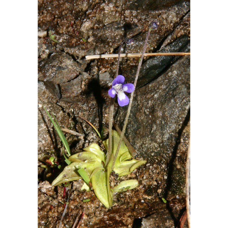 pinguicula leptoceras rchb.