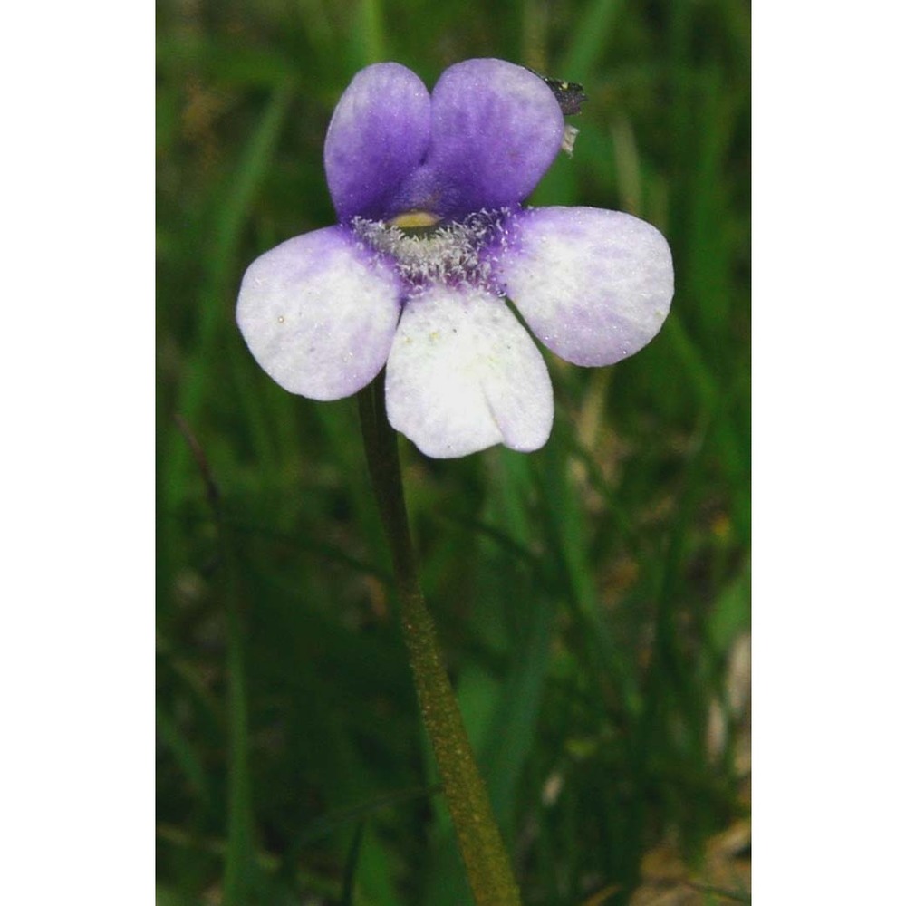 pinguicula leptoceras rchb.