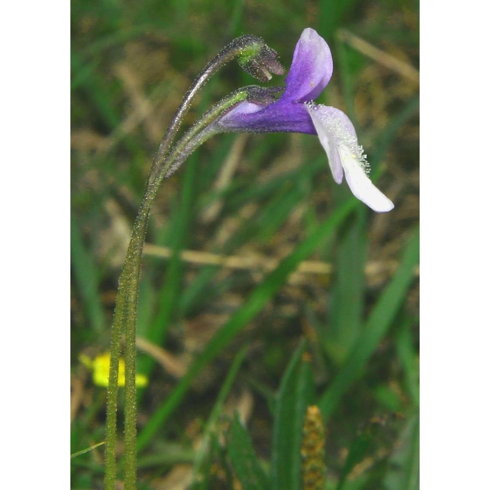 pinguicula leptoceras rchb.