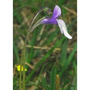 pinguicula leptoceras rchb.