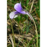 pinguicula leptoceras rchb.