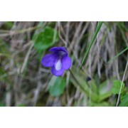 pinguicula mariae casper