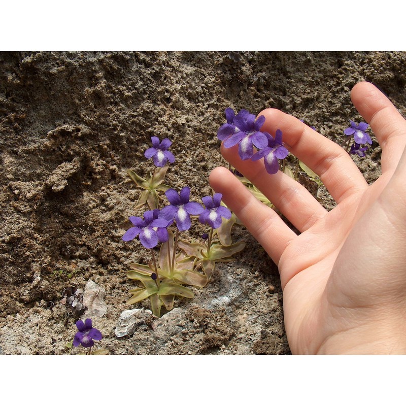 pinguicula mariae casper