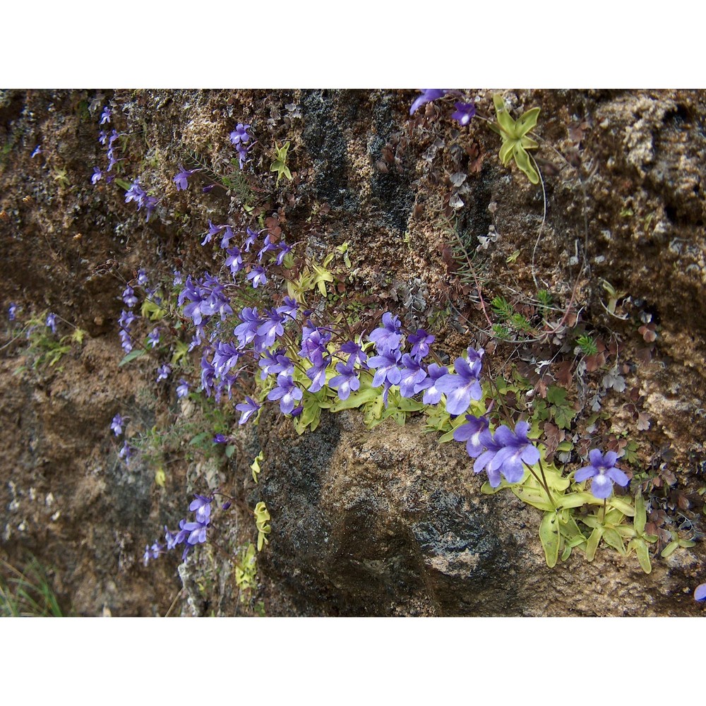 pinguicula mariae casper