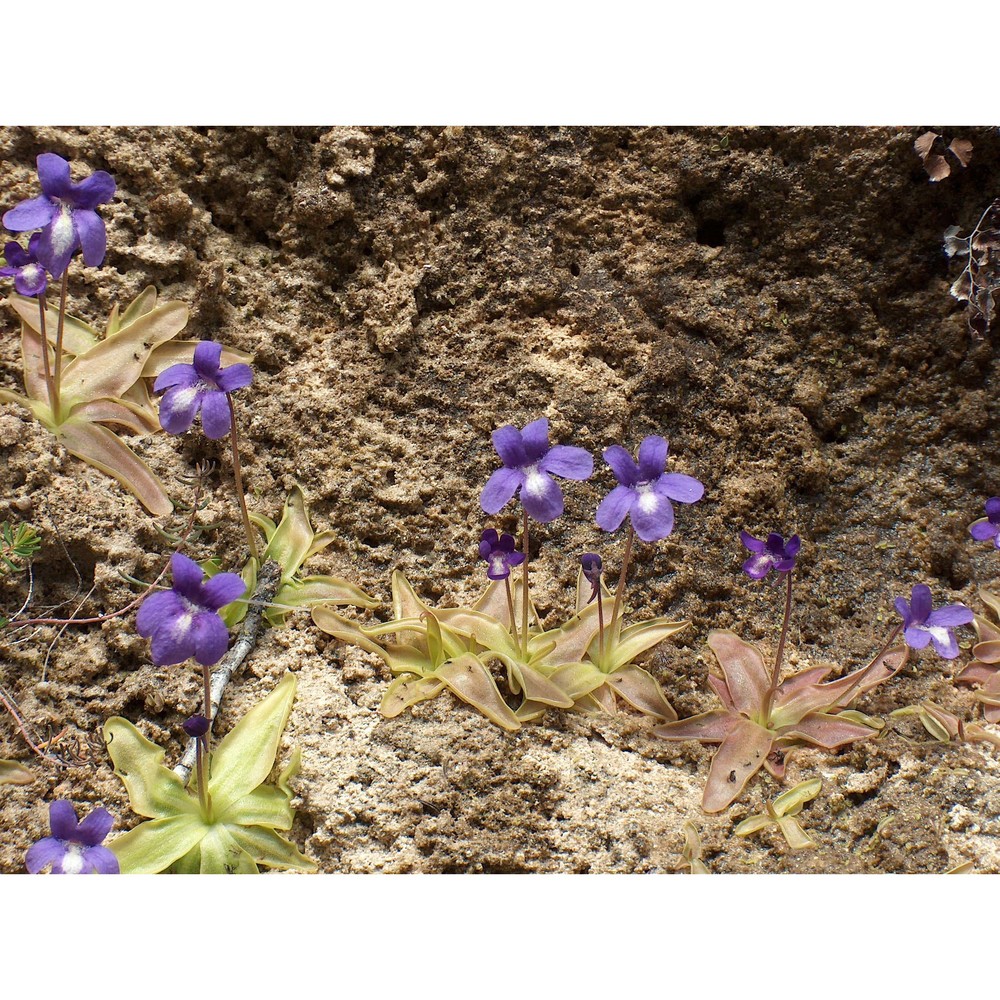 pinguicula mariae casper