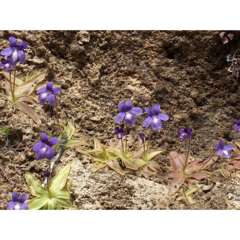 pinguicula mariae casper