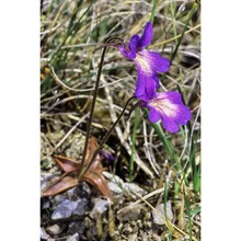 pinguicula poldinii steiger et casper