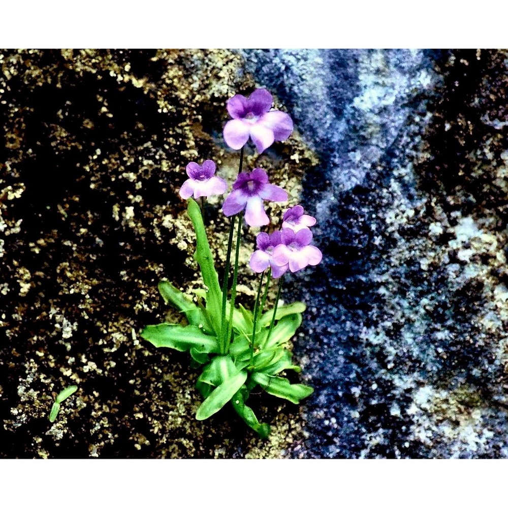 pinguicula reichenbachiana schindl.