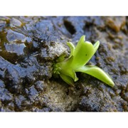 pinguicula sehuensis bacch., cannas et peruzzi