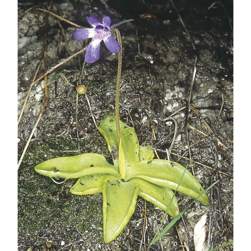 pinguicula vallis-regiae f. conti et peruzzi