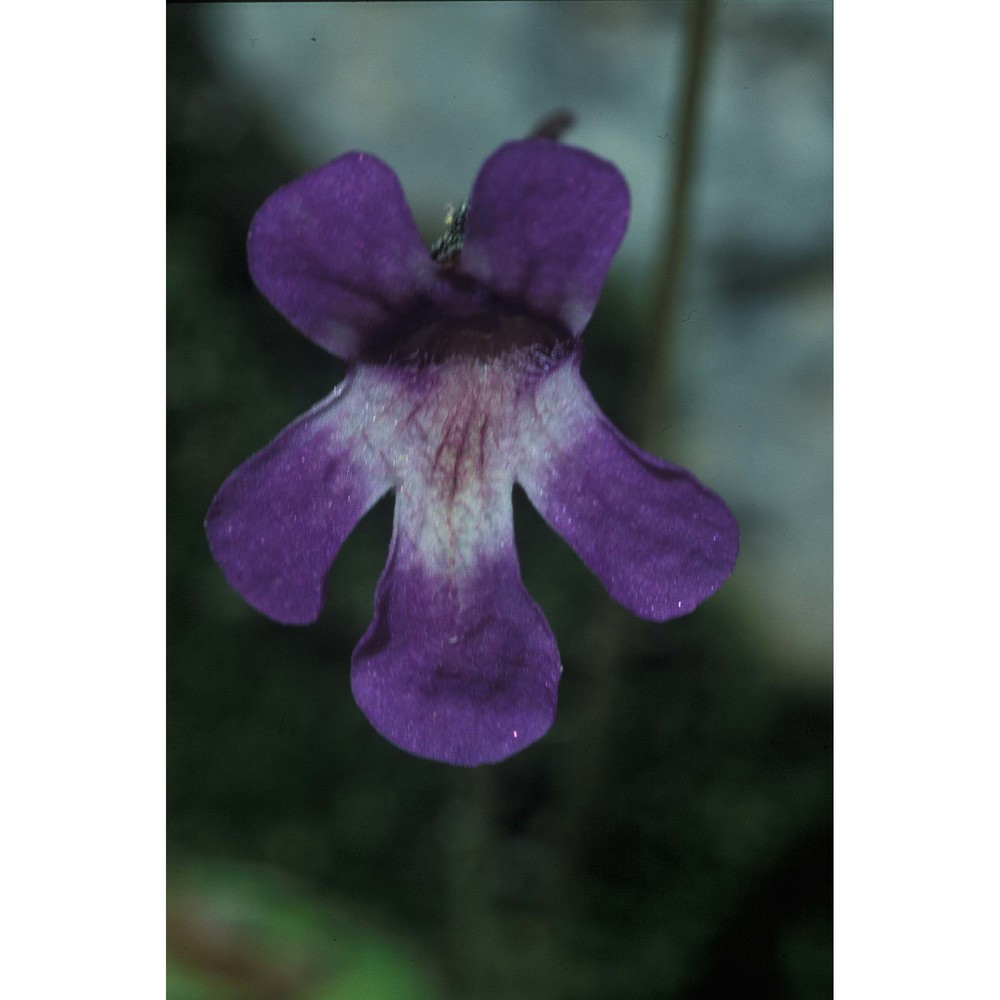 pinguicula vallis-regiae f. conti et peruzzi