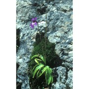 pinguicula vallis-regiae f. conti et peruzzi