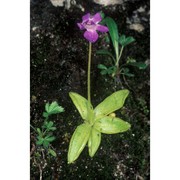 pinguicula vallis-regiae f. conti et peruzzi