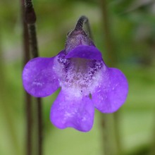 pinguicula vulgaris l.