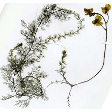 utricularia australis r. br.