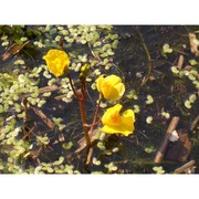 utricularia australis r. br.