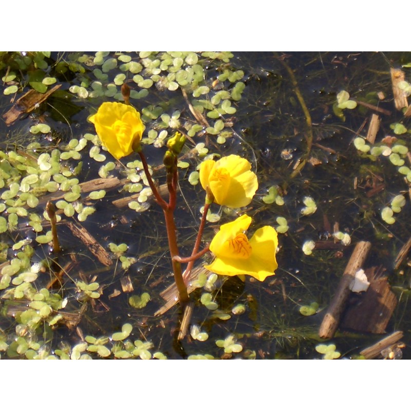 utricularia australis r. br.