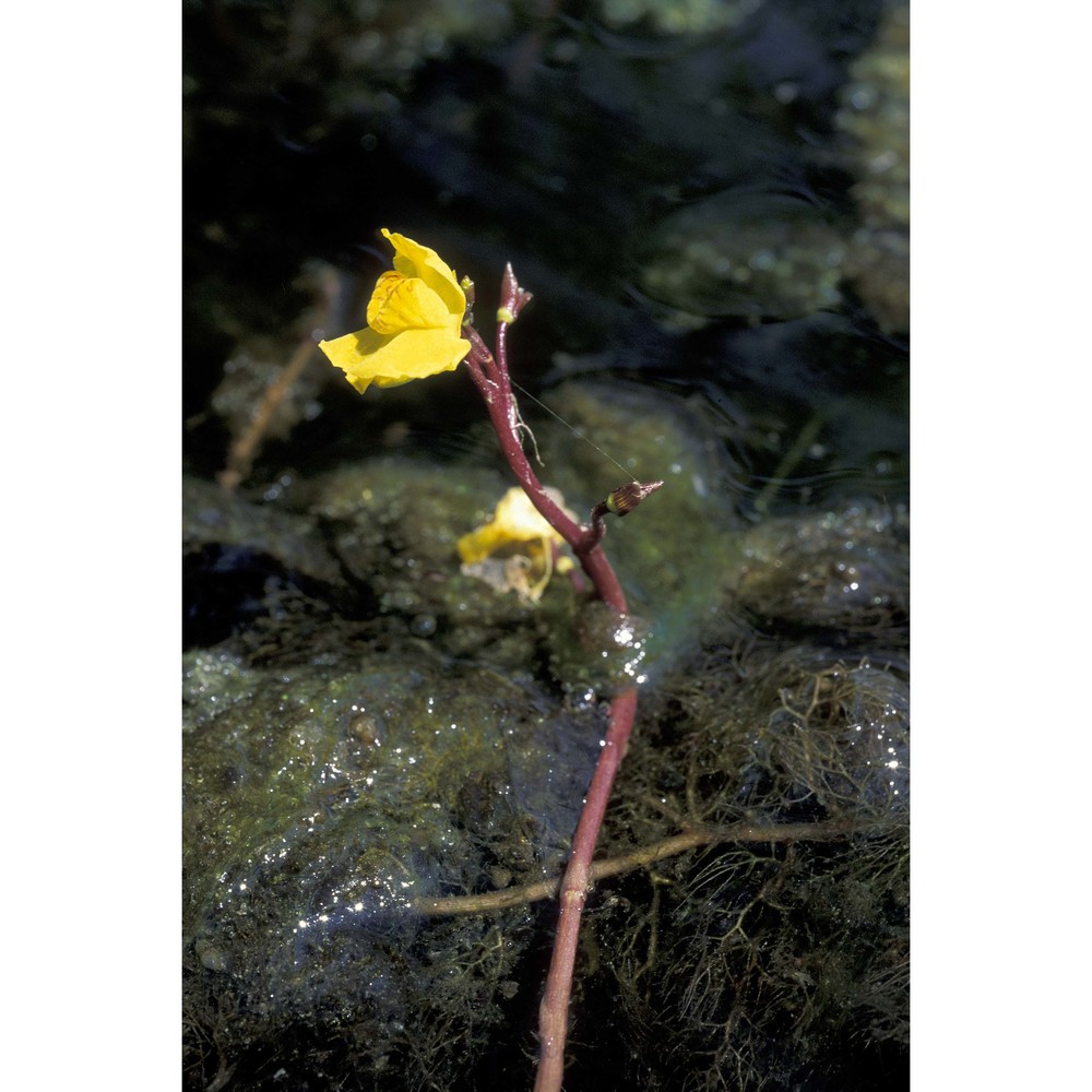 utricularia australis r. br.