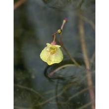 utricularia bremii heer