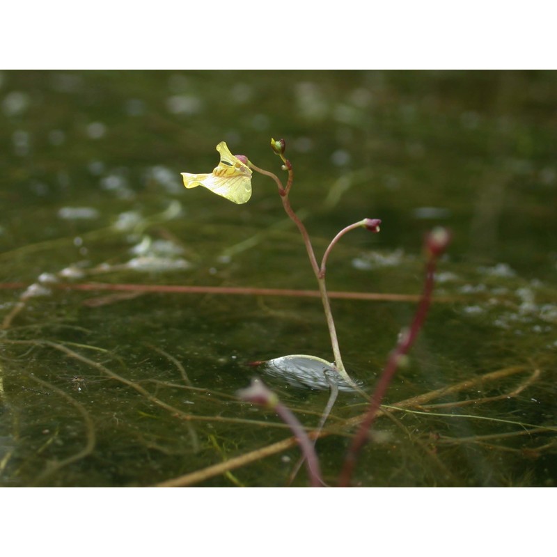 utricularia bremii heer